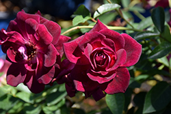 Burgundy Iceberg Rose (Rosa 'Burgundy Iceberg') at Make It Green Garden Centre