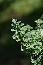 Sweet Marjoram (Origanum majorana) at Make It Green Garden Centre