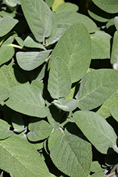 Common Sage (Salvia officinalis) at Make It Green Garden Centre