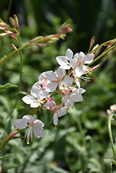 Whirling Butterflies Gaura (Gaura lindheimeri 'Whirling Butterflies') at Make It Green Garden Centre