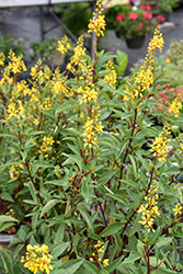 Thryallis (Galphimia glauca) at Make It Green Garden Centre