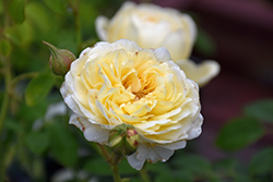 Claire Austin Rose (Rosa 'Ausprior') at Make It Green Garden Centre