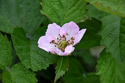 Arapaho Blackberry (Rubus 'Arapaho') at Make It Green Garden Centre