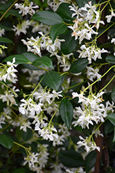 Confederate Star-Jasmine (Trachelospermum jasminoides) at Make It Green Garden Centre