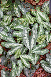 Asian Wild Ginger (Asarum splendens) at Make It Green Garden Centre