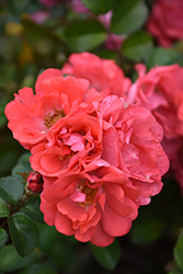 Coral Drift Rose (Rosa 'Meidrifora') at Make It Green Garden Centre
