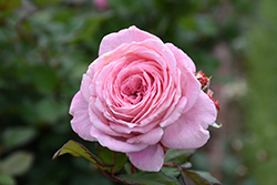 Summer Romance Parfuma Rose (Rosa 'KORtekcho') at Make It Green Garden Centre