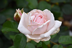 First Crush Rose (Rosa 'KORmaccap') at Make It Green Garden Centre