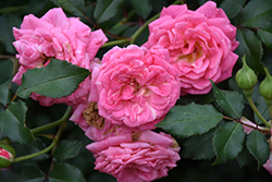 Sweet Drift Rose (Rosa 'Meiswetdom') at Make It Green Garden Centre