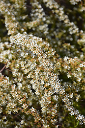 Ogon Spirea (Spiraea thunbergii 'Ogon') at Make It Green Garden Centre