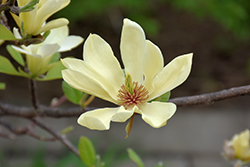 Butterflies Magnolia (Magnolia 'Butterflies') at Lurvey Garden Center