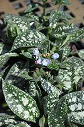 Twinkle Toes Lungwort (Pulmonaria 'Twinkle Toes') at Make It Green Garden Centre