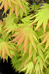 Autumn Moon Full Moon Maple (Acer shirasawanum 'Autumn Moon') at Lurvey Garden Center