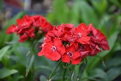 Scarlet Fever Sweet William (Dianthus barbatus 'Scarlet Fever') at Make It Green Garden Centre