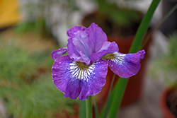 How Audacious Siberian Iris (Iris sibirica 'How Audacious') at Make It Green Garden Centre