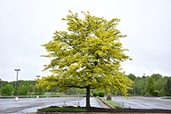 Sunburst Honeylocust (Gleditsia triacanthos 'Suncole') at Make It Green Garden Centre