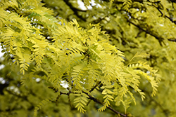 Sunburst Honeylocust (Gleditsia triacanthos 'Suncole') at Lurvey Garden Center