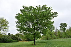 Valley Forge Elm (Ulmus americana 'Valley Forge') at Make It Green Garden Centre