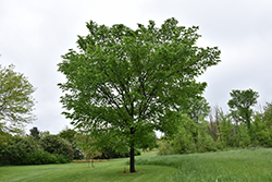 Valley Forge Elm (Ulmus americana 'Valley Forge') at Lurvey Garden Center