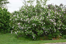 Saugeana Lilac (Syringa x chinensis 'Saugeana') at Make It Green Garden Centre