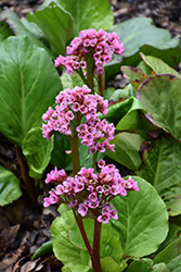 Rotblum Heartleaf Bergenia (Bergenia cordifolia 'Rotblum') at Make It Green Garden Centre