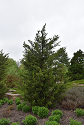 Fairview Juniper (Juniperus chinensis 'Fairview') at Make It Green Garden Centre