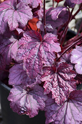 Electric Plum Coral Bells (Heuchera 'Electric Plum') at Make It Green Garden Centre