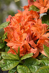 Mandarin Lights Azalea (Rhododendron 'Mandarin Lights') at Make It Green Garden Centre