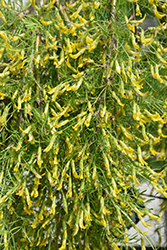 Walker Weeping Peashrub (Caragana arborescens 'Walker') at Make It Green Garden Centre