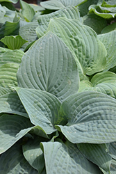 Blueberry Muffin Hosta (Hosta 'Blueberry Muffin') at Make It Green Garden Centre