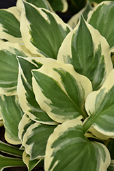 Diamonds Are Forever Hosta (Hosta 'Diamonds Are Forever') at Make It Green Garden Centre