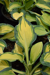 Happy Dayz Hosta (Hosta 'Happy Dayz') at Make It Green Garden Centre