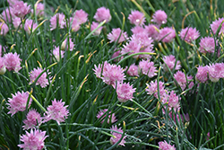 Rising Star Chives (Allium schoenoprasum 'Rising Star') at Make It Green Garden Centre