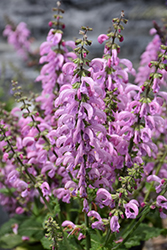 Fashionista Pretty in Pink Sage (Salvia 'Pretty in Pink') at Make It Green Garden Centre