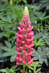 Popsicle Pink Lupine (Lupinus 'Popsicle Pink') at Make It Green Garden Centre
