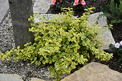 Gold Splash Wintercreeper (Euonymus fortunei 'Roemertwo') at Make It Green Garden Centre