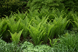 Ostrich Fern (Matteuccia struthiopteris) at Lurvey Garden Center