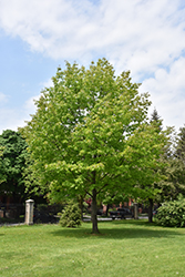 Red Oak (Quercus rubra) at Lurvey Garden Center