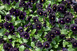 Sorbet Black Delight Pansy (Viola 'Sorbet Black Delight') at Make It Green Garden Centre