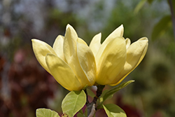 Yellow Bird Magnolia (Magnolia 'Yellow Bird') at Lurvey Garden Center