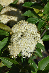 Lil' Ditty Witherod Viburnum (Viburnum cassinoides 'SMNVCDD') at Make It Green Garden Centre