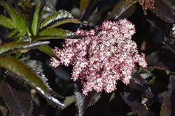 Black Tower Elder (Sambucus nigra 'Eiffel01') at Make It Green Garden Centre