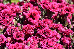 Starlette Pinks (Dianthus 'Evian') at Make It Green Garden Centre