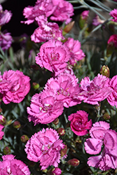 EverLast Orchid Pinks (Dianthus 'EverLast Orchid') at Make It Green Garden Centre