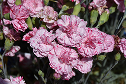 Devon Cottage Pinball Wizard Pinks (Dianthus 'WP15 MOW08') at Make It Green Garden Centre