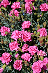 Pretty Poppers Double Bubble Pinks (Dianthus 'Double Bubble') at Make It Green Garden Centre