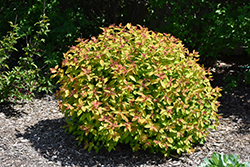 Double Play Candy Corn Spirea (Spiraea japonica 'NCSX1') at Make It Green Garden Centre