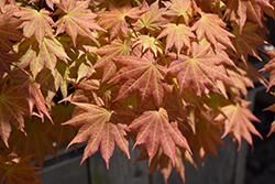 Autumn Moon Full Moon Maple (Acer shirasawanum 'Autumn Moon') at Lurvey Garden Center