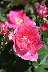 Carefree Wonder Rose (Rosa 'Carefree Wonder') at Lurvey Garden Center