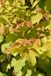 Oh Canada Cranberry Bush (Viburnum opulus 'SMNVODR') at Make It Green Garden Centre